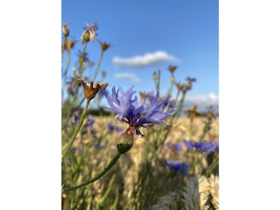 Holiday house House Schaalsee - Environment photo 47