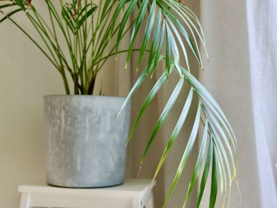 Apartment 6-Bett-Ferienwohnung EifelBleibe 2 - Features photo 31