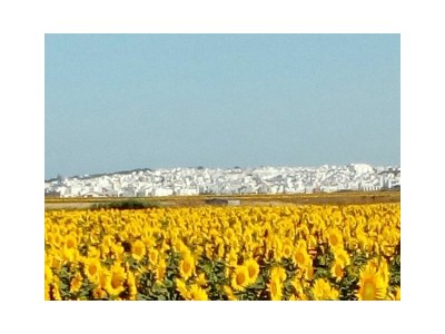 Holiday apartment El CariÃ±o - Environment photo 16