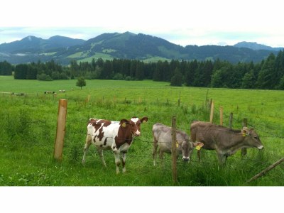 Holiday apartment Alpine Lodge - Environment photo 18