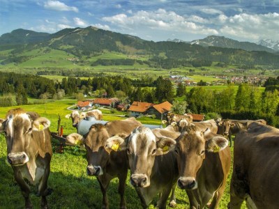 Holiday apartment Alpine Lodge - Environment photo 28