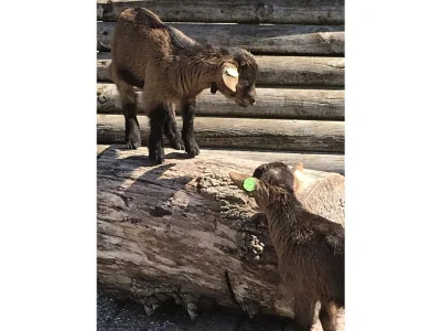 Holiday house Ankerplatz-Makkum // Holiday home MakkumSee - Environment photo 29