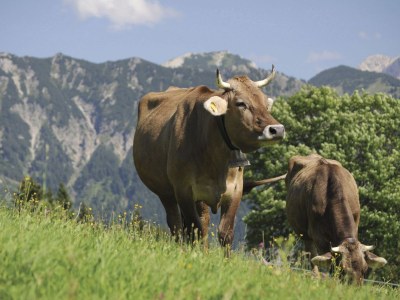 Holiday apartment JOCHSTRASSE 25 - Romantik-Ferienwohnung Appartement/FewoAppartement/FewoAppartement/Fewo JOCHSTRASSE 25 - Die Romantik-Ferienwohnung - Environment photo 26