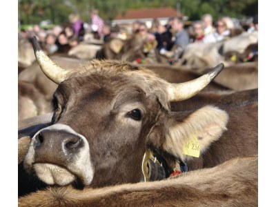 Holiday apartment JOCHSTRASSE 25 - Romantik-Ferienwohnung Appartement/FewoAppartement/FewoAppartement/Fewo JOCHSTRASSE 25 - Die Romantik-Ferienwohnung - Environment photo 28