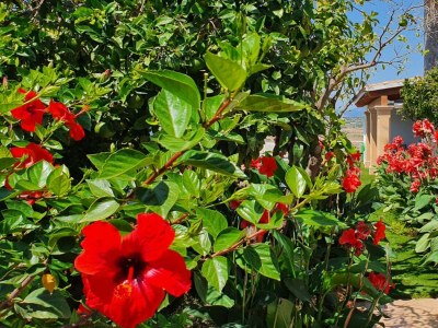 Villa Can Serra (Santa Margalida) - Outdoor photo 16