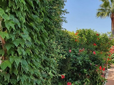 Villa Can Serra (Santa Margalida) - Outdoor photo 17