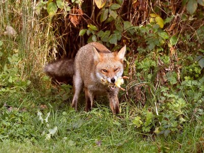 Holiday house Peaceful Holiday Home in Lemele - Environment photo 34