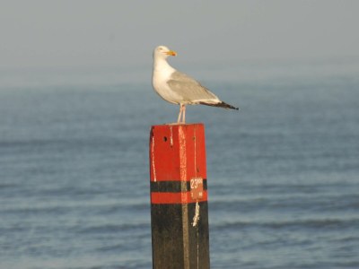 Holiday apartment Koetshuis - Outdoor photo 11