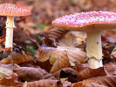 Holiday apartment Koetshuis - Environment photo 37