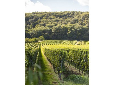 Apartment Appartement/Fewo, Dusche und Bad, WC, 1 Schlafraum in Bobenheim am Berg - Apartment