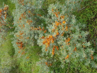 Holiday apartment Sanne - Environment photo 32