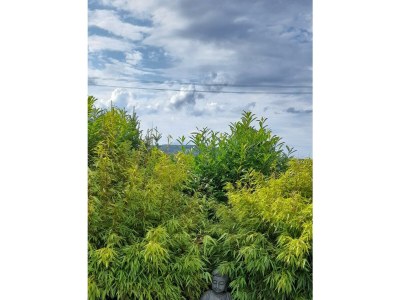 Apartment Ferienhaus Monika - Outdoor photo 6