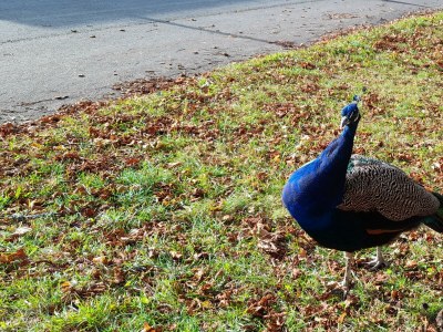 Apartment Ferienhaus Monika - Outdoor photo 16