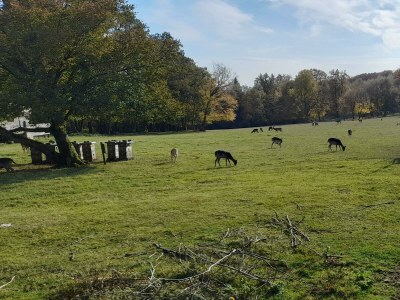 Apartment Ferienhaus Monika - Outdoor photo 17