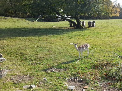 Apartment Ferienhaus Monika - Outdoor photo 20
