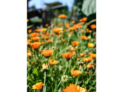 Apartment Haus Kallin - Outdoor photo 3