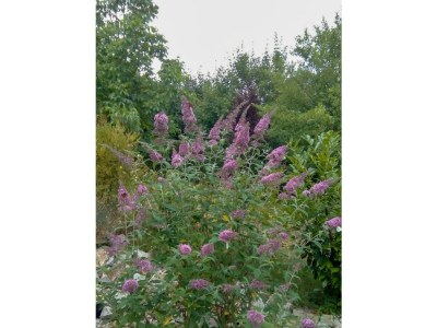 Apartment Appartement/Fewo Ellis Garden - Features photo 11