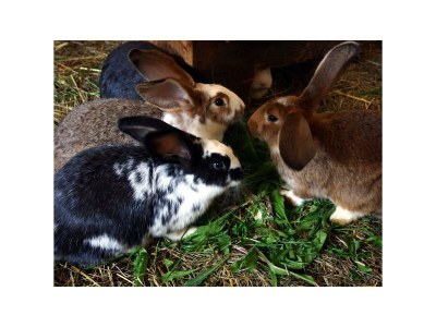 Apartment Ferienwohnung Idarwald - Outdoor photo 4