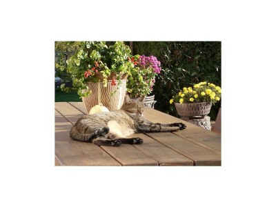 Apartment Ferienwohnung Idarwald - Outdoor photo 6