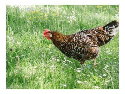 Apartment Ferienwohnung Idarwald - Outdoor photo 16