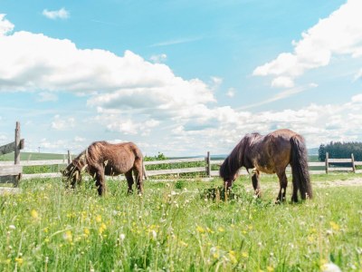 Apartment Ferienwohnung Idarwald - Outdoor photo 17