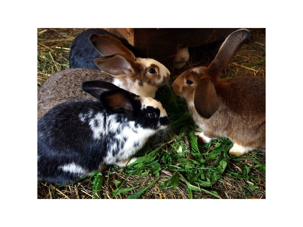 Apartment Ferienwohnung Soonwald - Outdoor photo 5