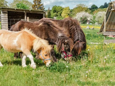 Apartment Ferienwohnung Soonwald - Outdoor photo 18