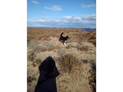 Holiday house well-kept holiday apartment at the ocean - Environment photo 23