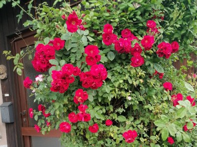 Holiday house Flori - Outdoor photo 13