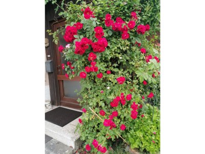 Holiday house Flori - Outdoor photo 14