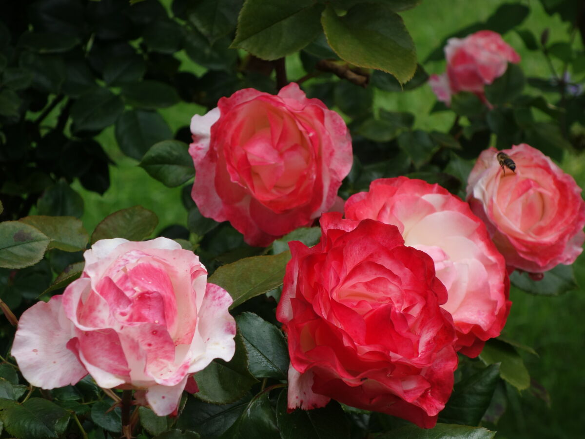 Holiday apartment Sunnaberg - Outdoor photo 3