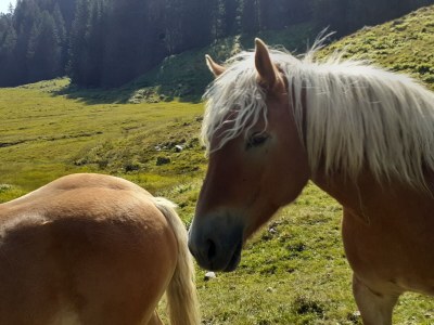 Holiday apartment Sunnaberg - Environment photo 22