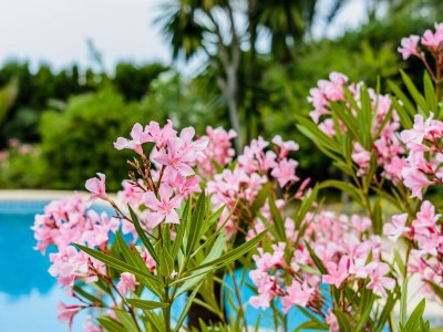 Villa Villa Calma - Charmante und ruhige Villa mit Garten, Pool und schönem Meerblick in Santa Ponsa - Outdoor photo 8