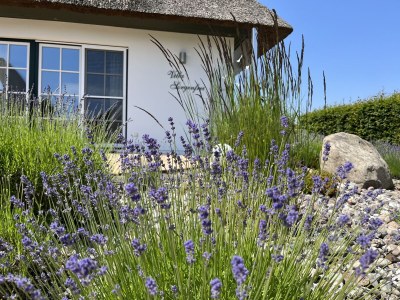 Holiday house "Villa Sorgenfrei" - Outdoor photo 8