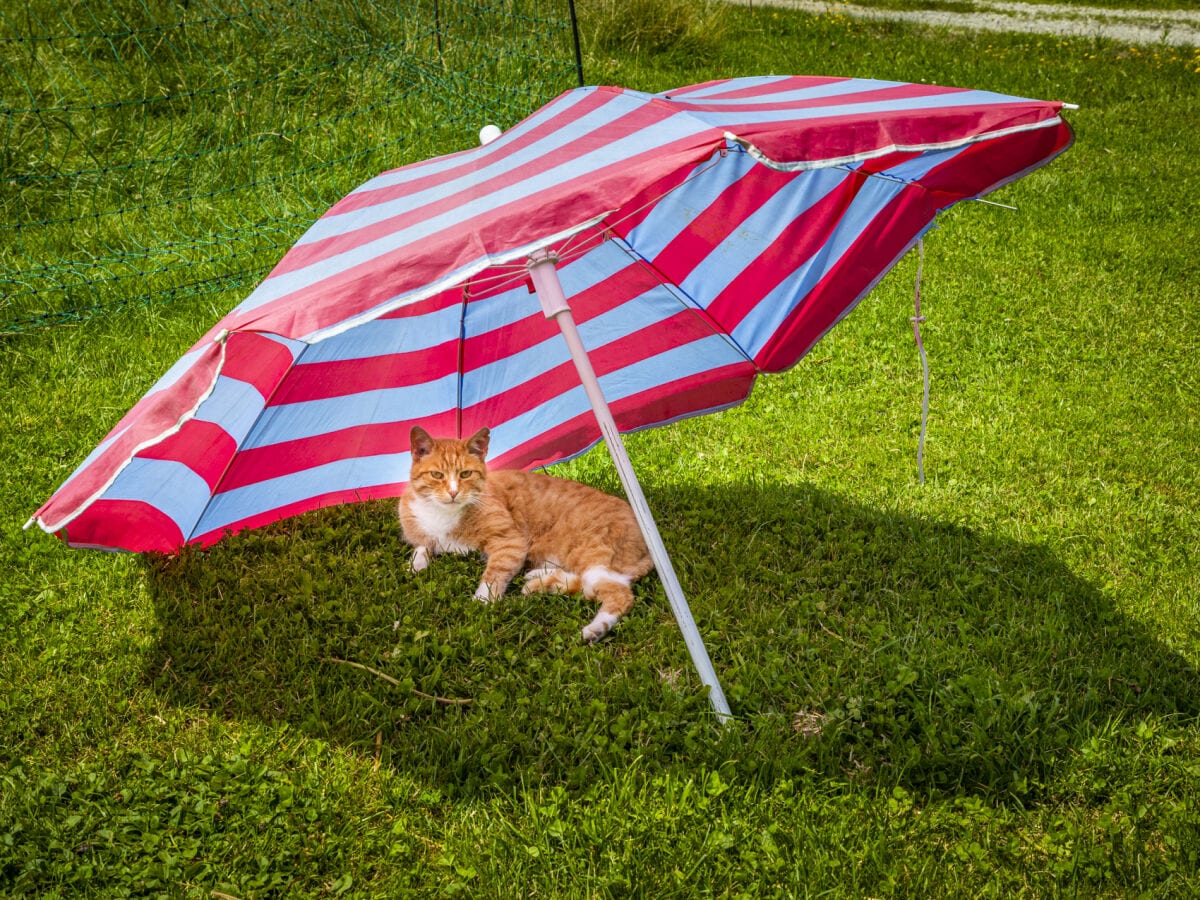 Holiday apartment Fam. Gruber Hansenbauer - Outdoor photo 5