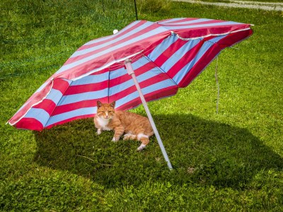 Holiday apartment Fam. Gruber Hansenbauer - Outdoor photo 5