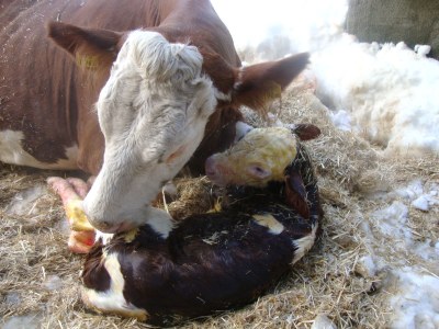 Holiday apartment Fam. Gruber Hansenbauer - Environment photo 18