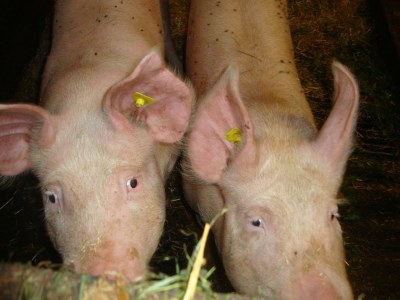 Holiday apartment Fam. Gruber Hansenbauer - Environment photo 22