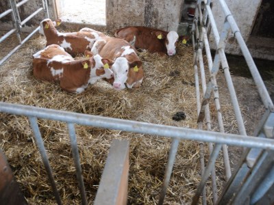 Holiday apartment Fam. Gruber Hansenbauer - Environment photo 25