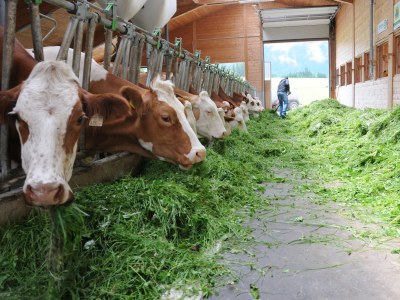 Holiday apartment Fam. Gruber Hansenbauer - Document photo 28