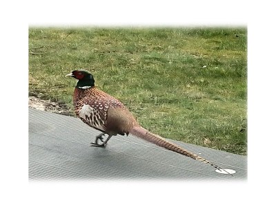 Holiday house Luxus in Cuxhaven/ Duhnen - Outdoor photo 76