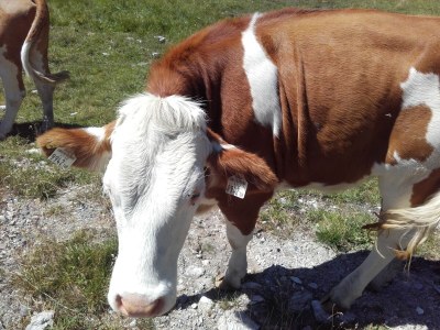 Holiday house WeiÃŸpriach - Environment photo 33