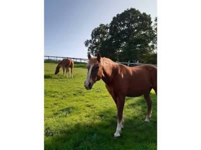 Apartment 5-Bett-Ferienhaus Dusche/WC, 3 Schlafräume - Outdoor photo 32