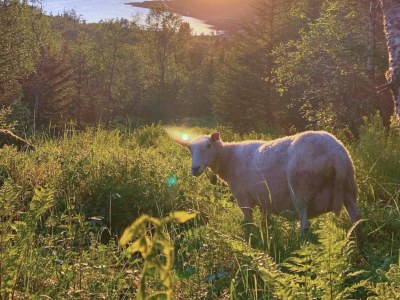 Apartment 4 Personen Ferienhaus in LAUPSTAD - Outdoor photo 29