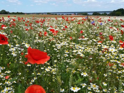 Holiday apartment Wellness oasis Domizil Eden - Environment photo 23