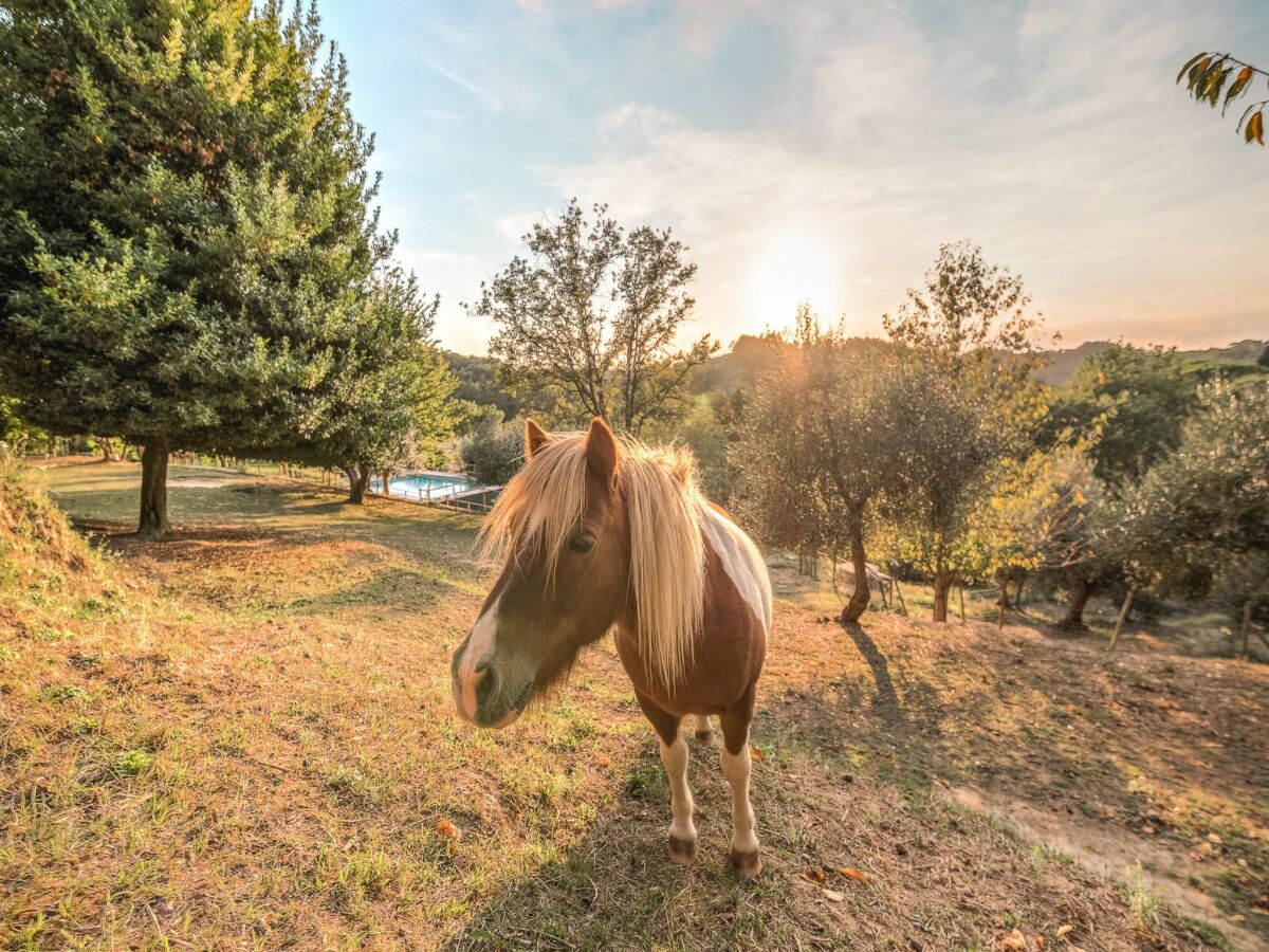 Holiday house Farmhouse in Tuscany with Pool near Montecastello - Outdoor photo 4
