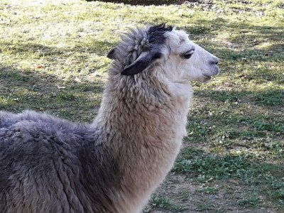 Holiday house Farmhouse in Tuscany with Pool near Montecastello - Outdoor photo 12