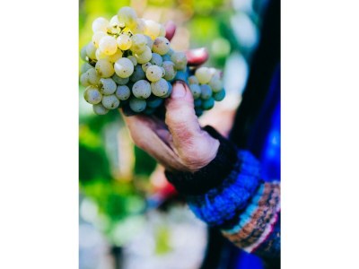 Apartment Ferienwohnung "Moselperle" - Outdoor photo 26