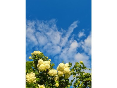 Apartment Ferienwohnung "Moselperle" - Outdoor photo 35