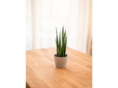 Holiday apartment Garden Lodge "Olive" - Features photo 11